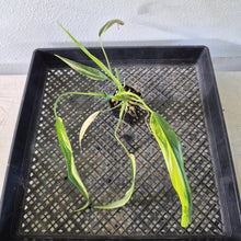 Load image into Gallery viewer, Philodendron Holtonianum Variegated exact plant, Fedex 2day*
