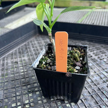 Load image into Gallery viewer, Philodendron Hastatum Silver Sword, Exact Plant Variegated Ships Nationwide
