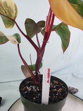 Load image into Gallery viewer, Strawberry Shake, Exact Plant, variegated Philodendron
