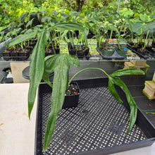 Load image into Gallery viewer, Philodendron Holtonianum exact plant, Fedex 2day*
