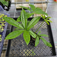 Load image into Gallery viewer, Anthurium Pentaphyllum, Exact Plant Ships Nationwide
