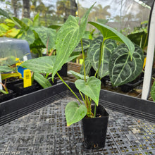 Load image into Gallery viewer, Anthurium Macrolobium, Exact Plant Ships Nationwide
