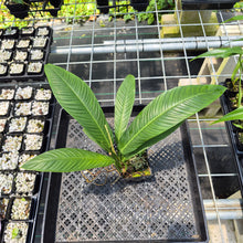 Load image into Gallery viewer, Philodendron Campii Lynette exact plant, Fedex 2day*
