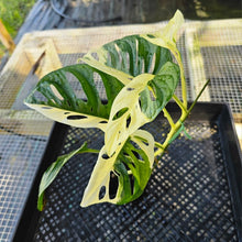 Load image into Gallery viewer, Monstera Adansonii Albo Tricolor, Exact Plant Variegated Ships Nationwide
