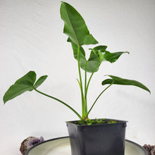 Load image into Gallery viewer, Philodendron Deflexum, Exact Plant
