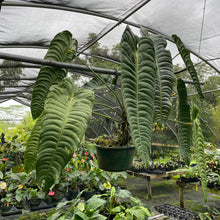 Load image into Gallery viewer, Anthurium Veitchii exact plant, Fedex 2day*
