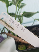 Load image into Gallery viewer, Pinnatum Albo, Exact Plant, variegated Epipremnum
