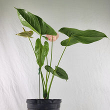 Load image into Gallery viewer, Anthurium Shibori, Exact Plant Variegated
