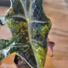 Load image into Gallery viewer, Alocasia sanderiana 'Nobilis' Aurea, Exact Plant Ships Nationwide

