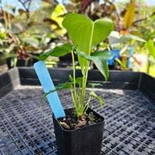 Load image into Gallery viewer, Anthurium Macrolobium x leuconeurum, Exact Plant 2.5&quot; Ships Nationwide
