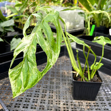 Load image into Gallery viewer, Monstera Adansonii Mint &quot;Indonesia&quot;, Exact Plant Variegated Ships Nationwide
