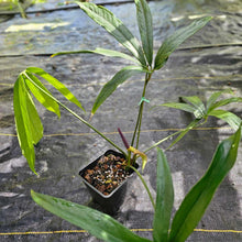 Load image into Gallery viewer, Anthurium Polydactylum, Exact Plant Ships Nationwide
