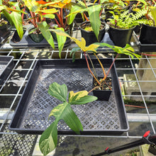 Load image into Gallery viewer, Philodendron Florida Beauty, Exact Plant Variegated Ships Nationwide
