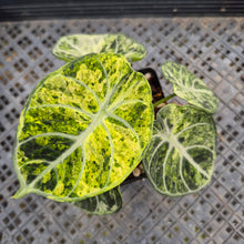 Load image into Gallery viewer, Alocasia Ninja Tricolor Splash, Black Velvet Variegated exact plant, Fedex 2day*
