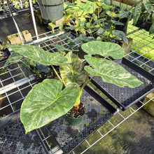 Load image into Gallery viewer, Alocasia Wentii Pink Splash Variegated exact plant, Fedex 2day*
