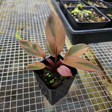 Load image into Gallery viewer, Philodendron Black Cardinal, Exact Plant Variegated
