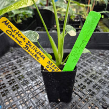 Load image into Gallery viewer, Monstera Creme Brulee , Exact Plant Variegated Ships Nationwide
