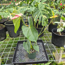 Load image into Gallery viewer, Anthurium Shibori, Exact Plant Variegated
