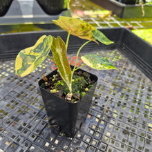 Load image into Gallery viewer, Alocasia Sedenii Aurea Variegated, Exact Plant Ships Nationwide
