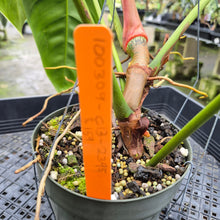 Load image into Gallery viewer, Philodendron Esmeraldense exact plant, Fedex 2day*
