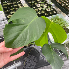 Load image into Gallery viewer, Monstera Sierrana Hawaii Clone exact plant, Fedex 2day*
