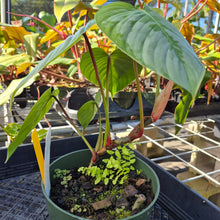 Load image into Gallery viewer, Philodendron Sodiroi True Form, Exact Plant Ships Nationwide
