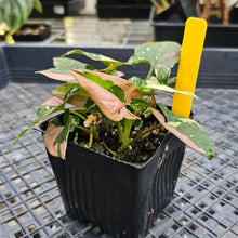 Load image into Gallery viewer, Syngonium Red Spot Tricolor, Exact Plant Variegated multi pot Ships Nationwide
