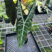 Load image into Gallery viewer, Alocasia Longiloba, Denudata, Exact Plant
