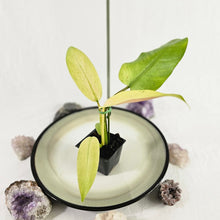 Load image into Gallery viewer, Philodendron Whipple Way, Exact Plant Variegated Ships Nationwide
