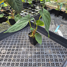 Load image into Gallery viewer, Anthurium Papillilaminum Fort Sherman X ( FS X Ralph Lynam), Ships Nationwide
