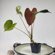 Load image into Gallery viewer, Anthurium Red Beauty, Exact Plant
