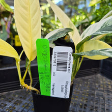 Load image into Gallery viewer, Rhaphidophora Lobbii, Exact Plant Variegated Ships Nationwide
