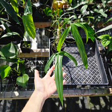 Load image into Gallery viewer, Philodendron Holtonianum, Exact Plant Ships Nationwide
