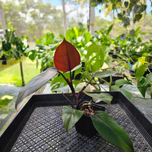 Load image into Gallery viewer, Philodendron Royal Queen, Exact Plant Ships Nationwide
