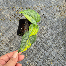 Load image into Gallery viewer, Monstera Siltepecana, Exact Plant Variegated Ships Nationwide
