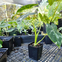 Load image into Gallery viewer, Alocasia Frydek, Exact Plant Variegated
