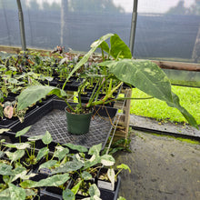 Load image into Gallery viewer, Philodendron Jose Buono Variegated exact plant, Fedex 2day*
