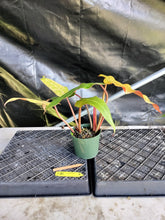 Load image into Gallery viewer, Philodendron Orange Marmalade, Exact Plant Ships Nationwide
