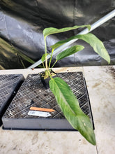 Load image into Gallery viewer, Anthurium Spectabile, Exact Plant Ships Nationwide
