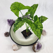 Load image into Gallery viewer, Syngonium Mojito, Exact Plant Variegated Ships Nationwide
