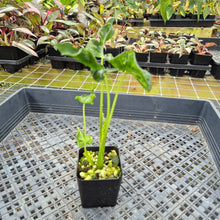 Load image into Gallery viewer, Alocasia Teletubbies 2.5" pot, Fedex 2day*
