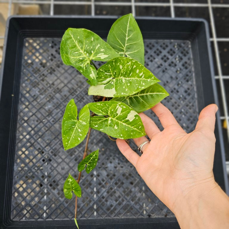 Syngonium Panda, Exact Plant Variegated Ships Nationwide