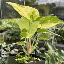 Load image into Gallery viewer, Anthurium Clarinervium Variegated exact plant, Fedex 2day*
