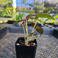 Load image into Gallery viewer, Alocasia polly pink variegated, Exact Plant Ships Nationwide.
