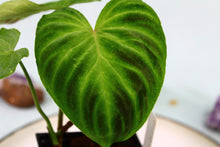 Load image into Gallery viewer, Philodendron Verrucosum, Exact Plant
