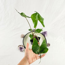 Load image into Gallery viewer, Alocasia Stingray, Exact Plant multi pot
