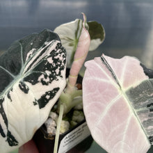 Load image into Gallery viewer, Alocasia Black Velvet Pink variegated exact plant, Fedex 2day*

