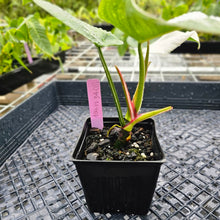 Load image into Gallery viewer, Philodendron White Princess, Exact Plant Variegated Ships Nationwide

