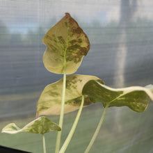Load image into Gallery viewer, Alocasia Cuprea Golden Latte Variegated exact plant, Fedex 2day*
