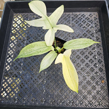 Load image into Gallery viewer, Philodendron Florida Ghost, Exact Plant Ships Nationwide
